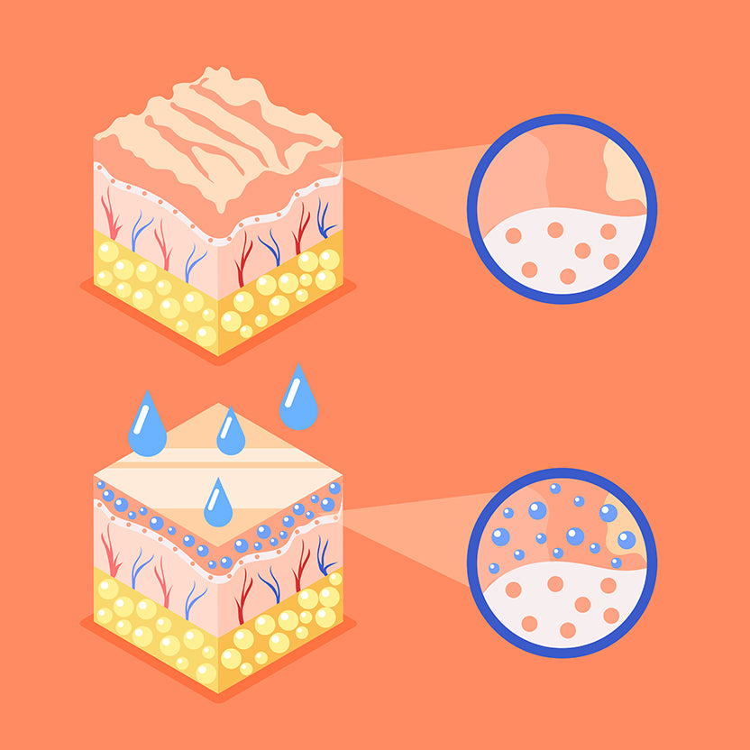 Healthy skin barrier structure illustration