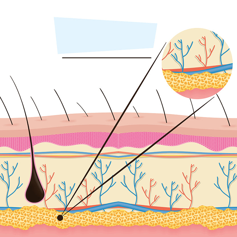 Healthy skin barrier diagram showing moisture retention
